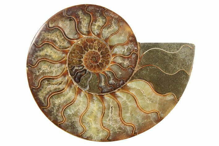 Cut & Polished Ammonite Fossil (Half) - Madagascar #296456